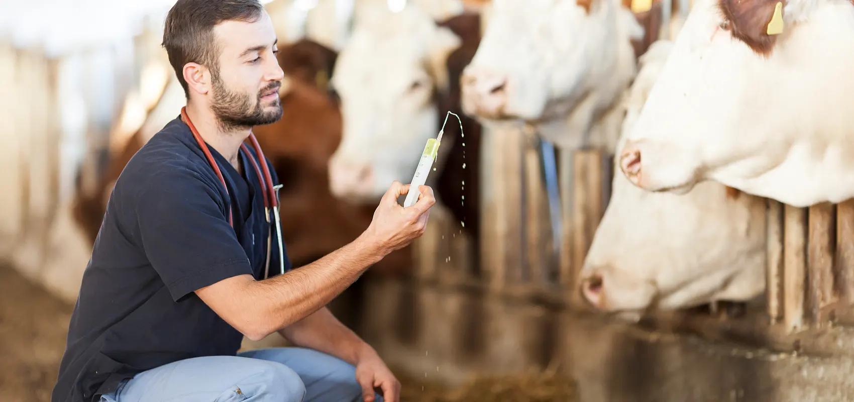 What is animal husbandry veterinary major?